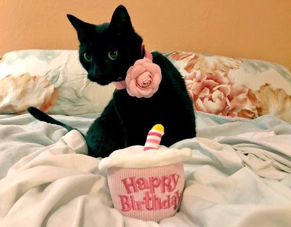Raven Dawn celebrating her 3rd birthday.