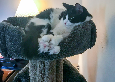 Penny enjoys lounging in her cat tree.