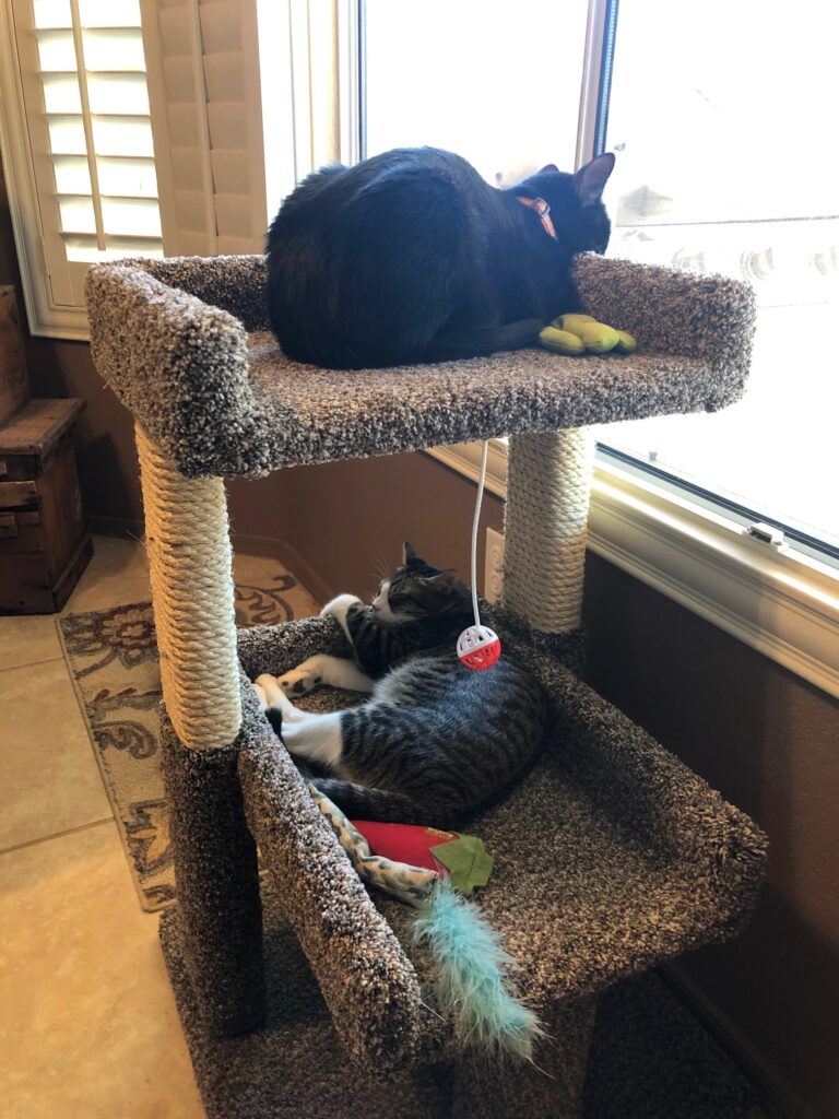 Jasper (top) and Ian (aka Percy) are enjoying their cat condo in their new home!