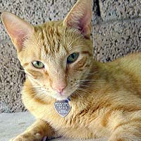 Simon