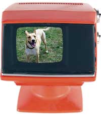 ABC Animal Videos!