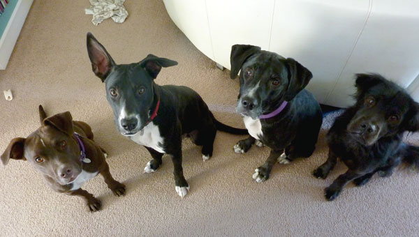 Coco, Miles, Lilly, and Claire were all adopted or fostered from ABC