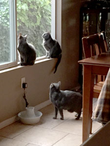 Audie, Jackson & Agatha busy watching birds through the window.