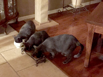 Audie, Jackson & Agatha enjoying a meal together in their new home.