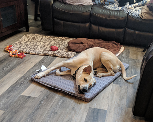 Chance is so happy to have his own bed in the living room!