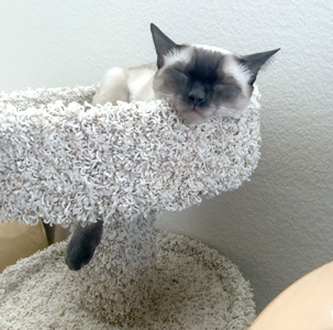 Chloe enjoying a nap in her cat tree