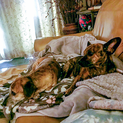 Dahlia and Diana living the good life in their forever home.