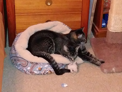 Jasper (front) and Liz insist on sharing their new bed.