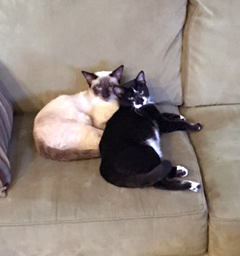 Gabby (black & white) is all settled in with her new sister