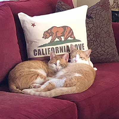Ginger & Buddy napping together in their new home.
