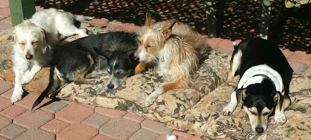 Hobo and his brothers relaxing, catching a few rays