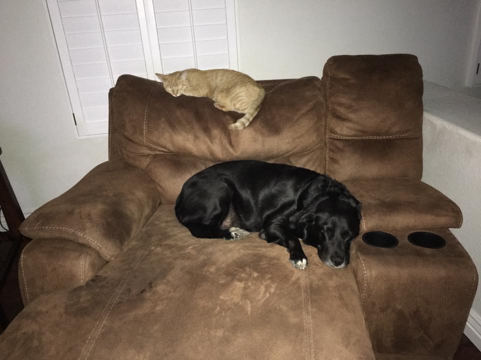 Cassidy and Nala enjoying a restful couch nap