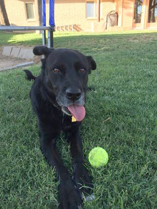 Elsa enjoying some ball in the backyard and hamming for the camera