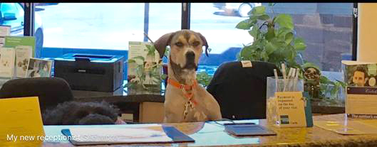 Izzy filling in as receptionist at her family's dental practice