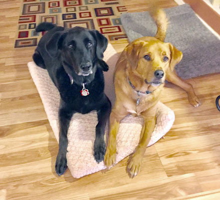 LuLu & Jax sharing a bed together