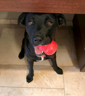 The Kong is one of Karla's favorite toys!