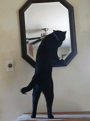 Kylo checking out his "friend" in the mirror.