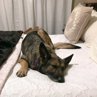 Lassie asleep on her mom's bed!
