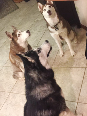 Loki (foreground) and his siblings sitting nicely for their treats!