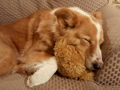 Lucas napping with his favorite toy.