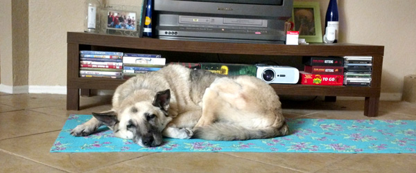 Mindy Lou Hoo demonstrates her best Sleeping Dog Pose