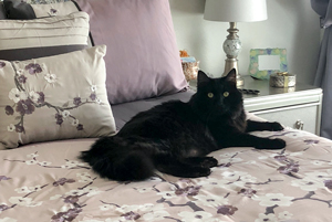 Pepper relaxing on the bed in his new home