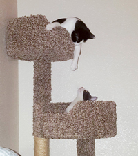 Peppermint & Tipper enjoying their cat tree together