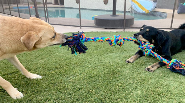 Priscilla enjoys a game of tug with her pal Skye. 