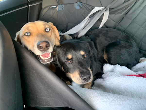 Skye and Priscilla on their way home after a day of fun at doggie daycare.