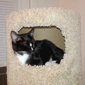 Bella enjoying a nap in her new cat tree