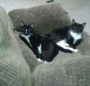 Bella and Mia enjoying the comfy chair in their new home