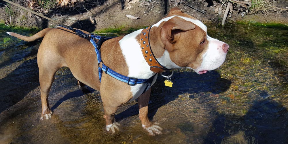 Romeo enjoys hiking, and a quick cool down in the stream