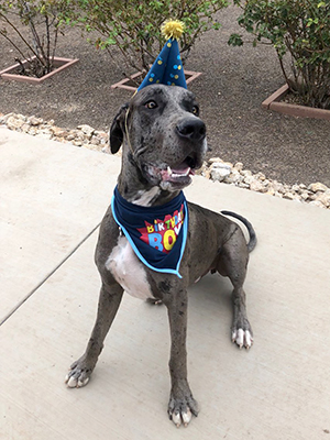 We celebrated Sampson's 1st birthday on October 1, 2018