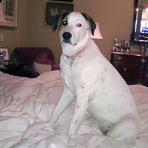 Shelby helps make the bed