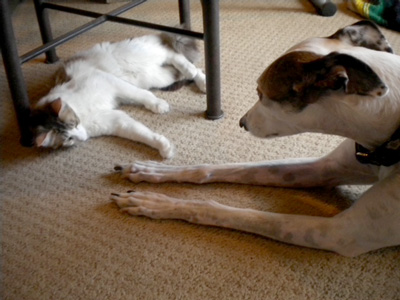 Skittles is getting along with our Greyhound Amy