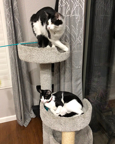Snickers and Twix enjoying the cat tree in their new home