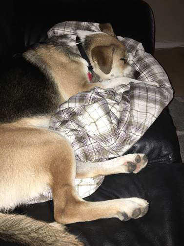 Sophie enjoying her new favorite blanket on the couch