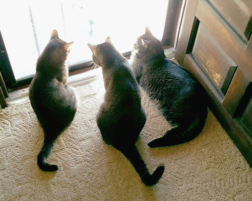 Sparkles (left) recently joined her identical siblings Liz and Jasper in her forever home.