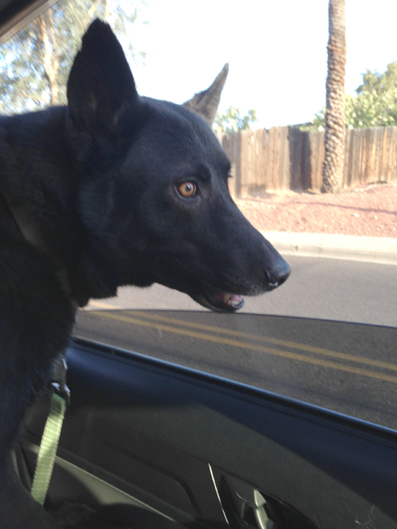 Tux enjoying a car ride with his family