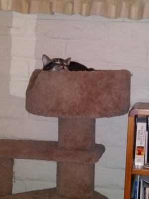 Liz enjoying a nap in the cat condo