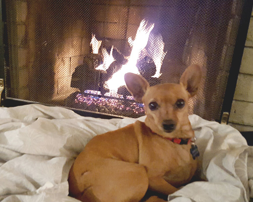 Woo Woo likes to warm herself by the fireplace!
