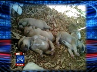 Lola's Puppies - Fox News
