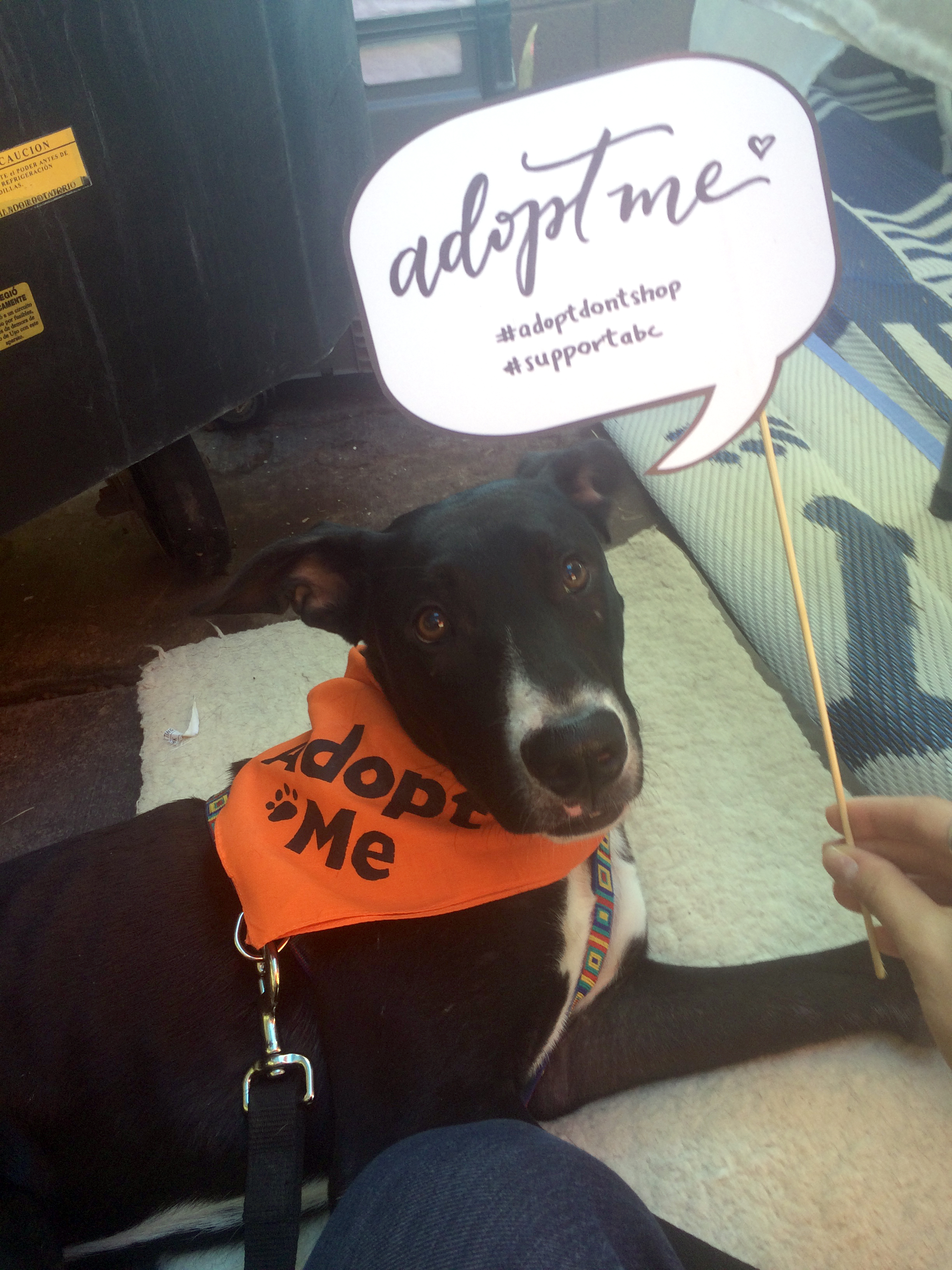 Miles the foster pup is looking for his forever home
