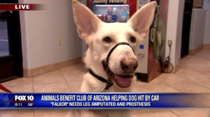 Falkor needs prosthesis after hit-and-run