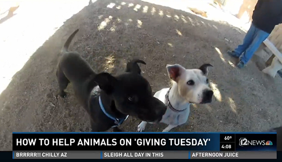 Ruby & Boyd showcasing ABC on #GivingTuesday