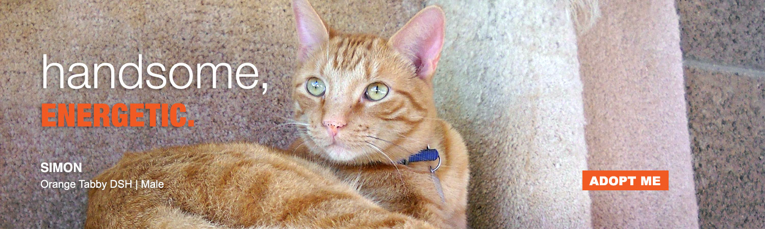 Adopt a rescue animal from ABC