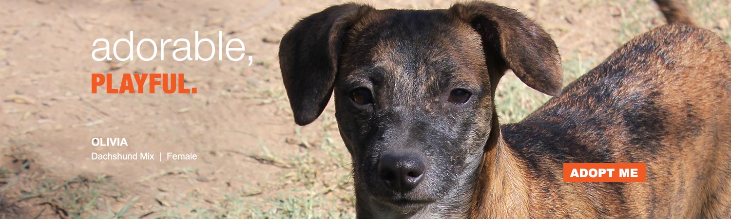 Adopt from Animals Benefit Club in Phoenix, Arizona