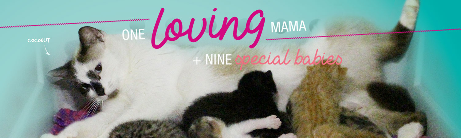Coconut - one loving mama & her 9 babies