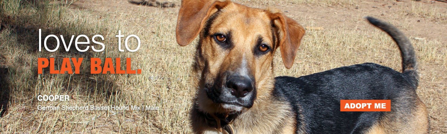 Adopt a rescue animal from ABC