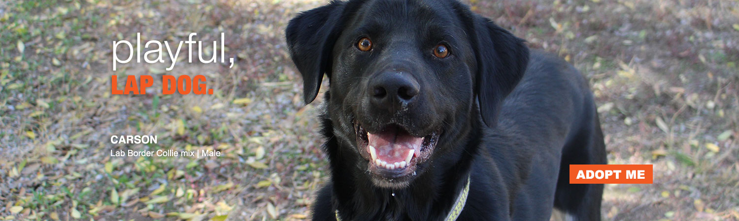 Adopt a rescue animal from ABC